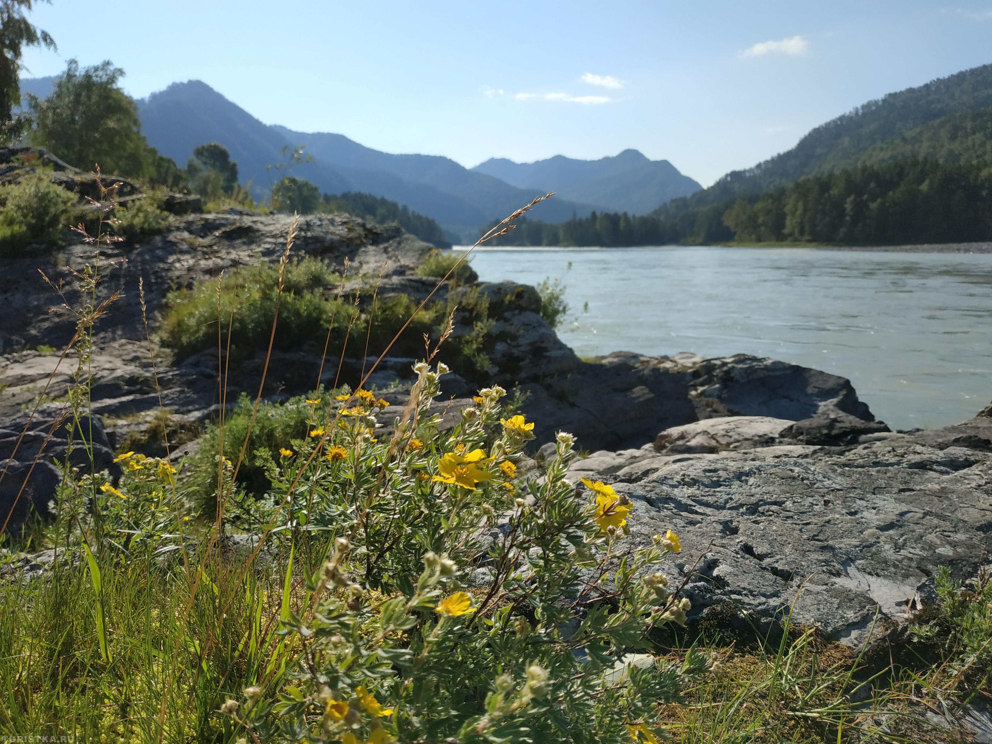 Курильский чай на Алтае