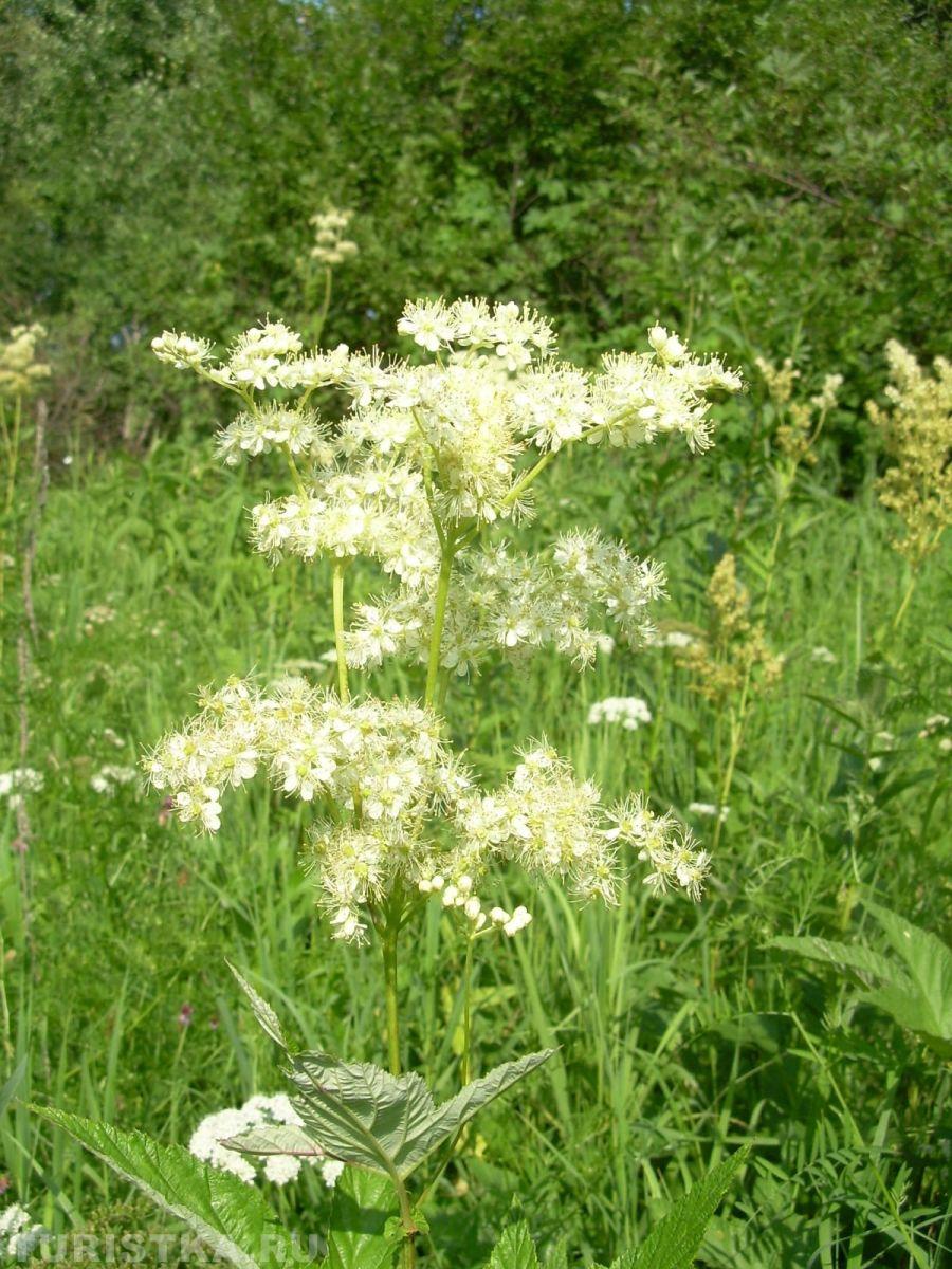 Лабазник (Таволга) на Алтае