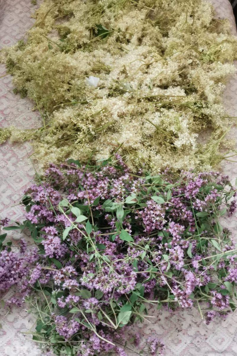 Алтай. Сбор разнотравья