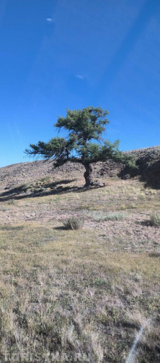 Лиственницы на Алтае