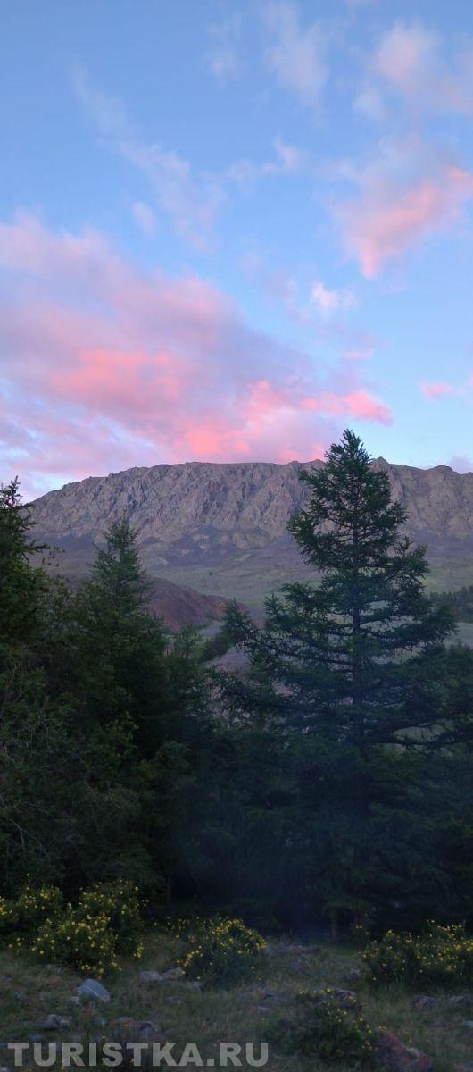 Лиственницы на Алтае