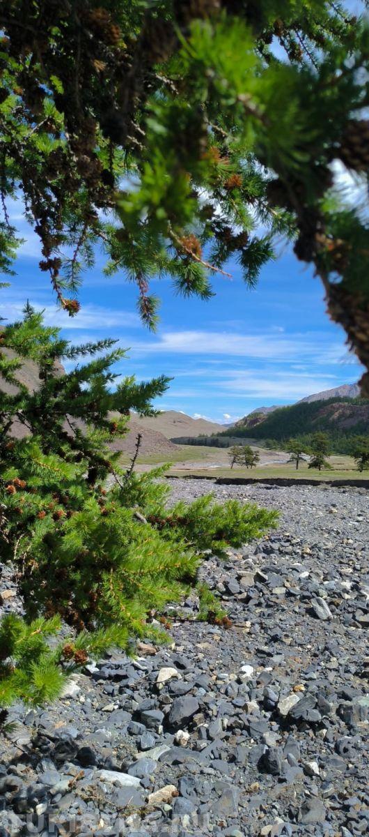 Лиственницы на Алтае