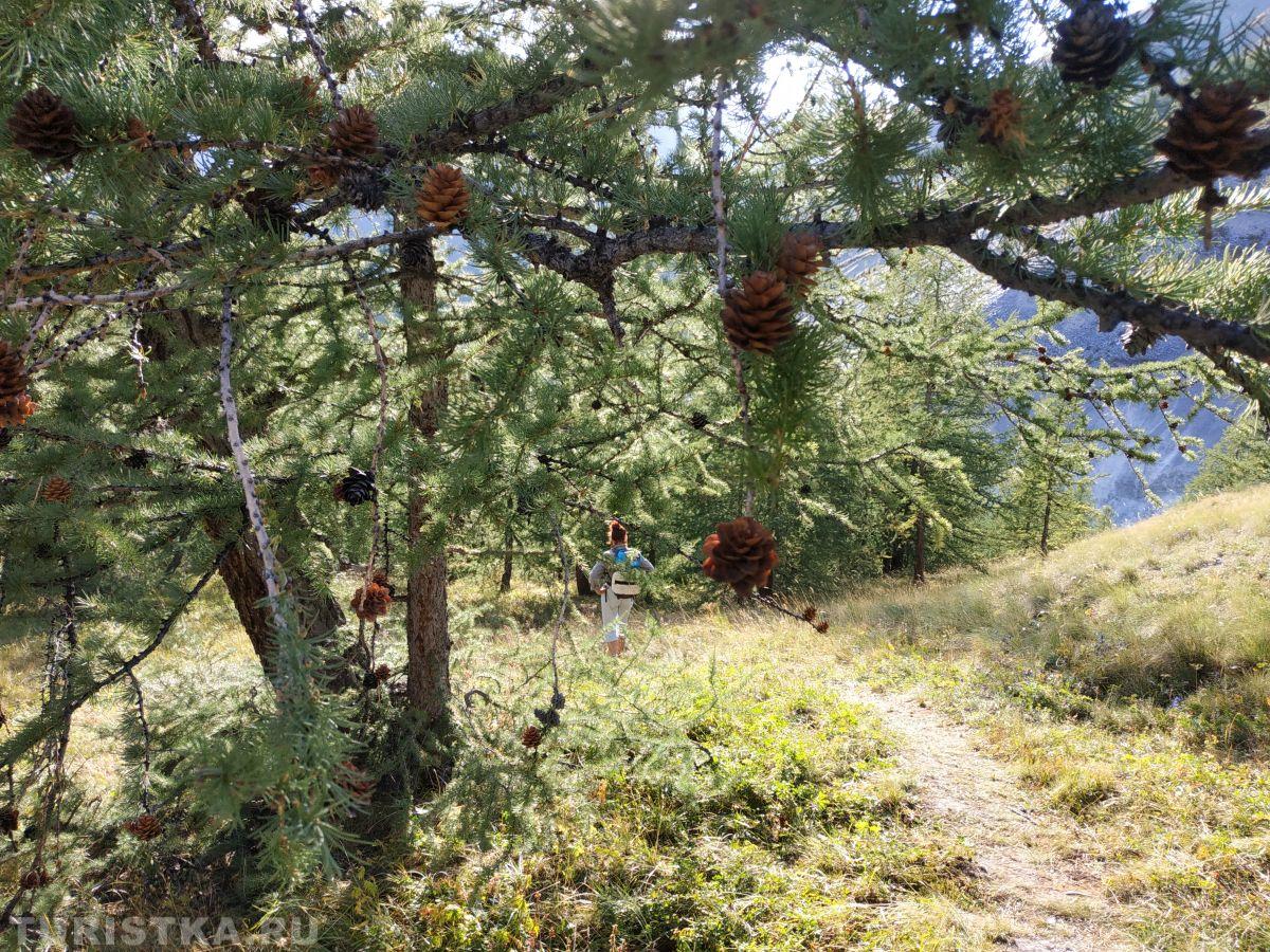 Лиственницы на Алтае