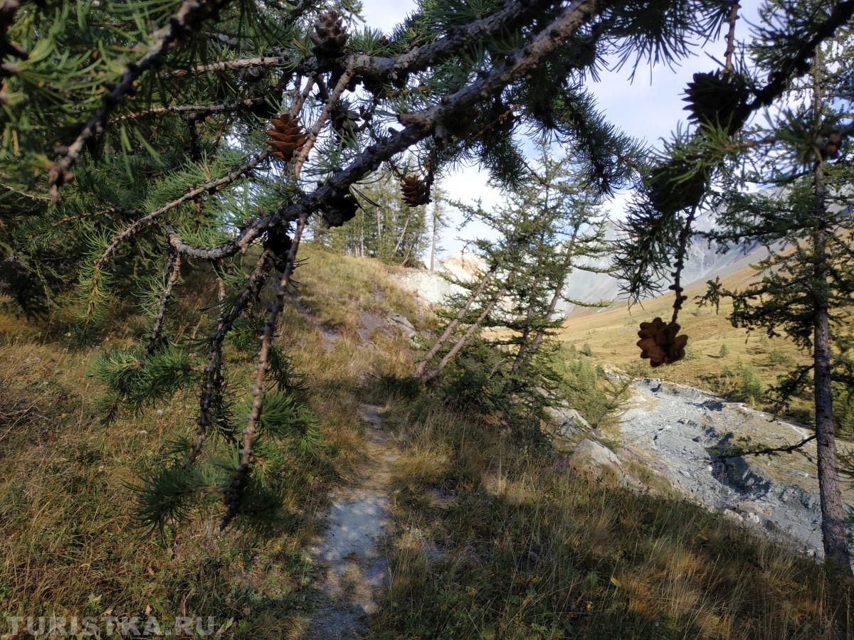 Лиственницы на Алтае