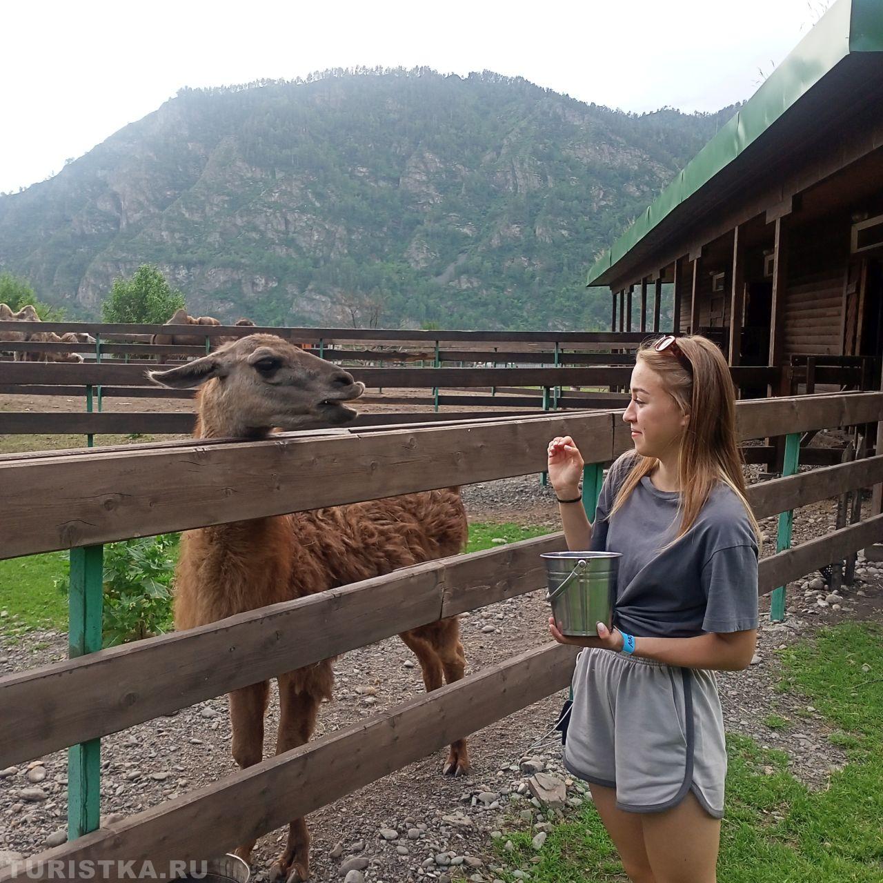 "Дай поцелую!", сделано 19 июня 2023 г. Лохматая ферма, с. Узнезя.