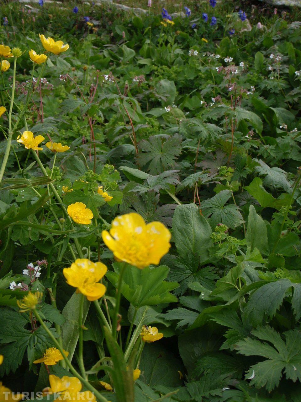 Лютик на Алтае