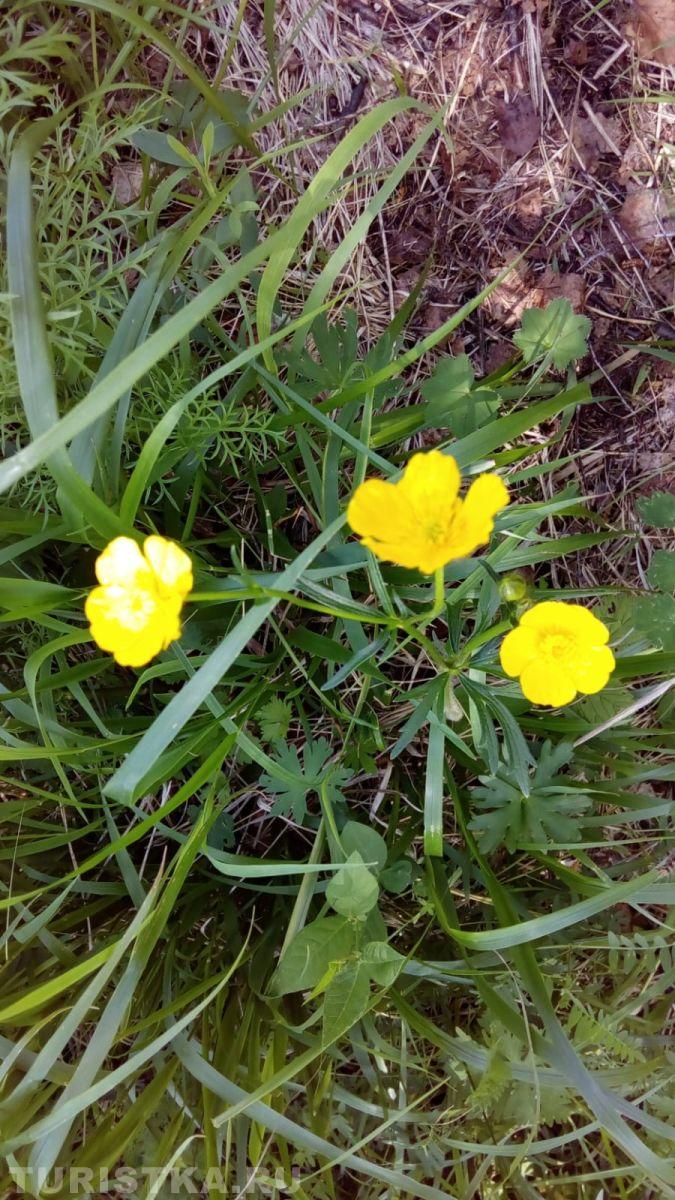 Лютик на Алтае