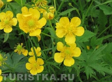 Лютик на Алтае