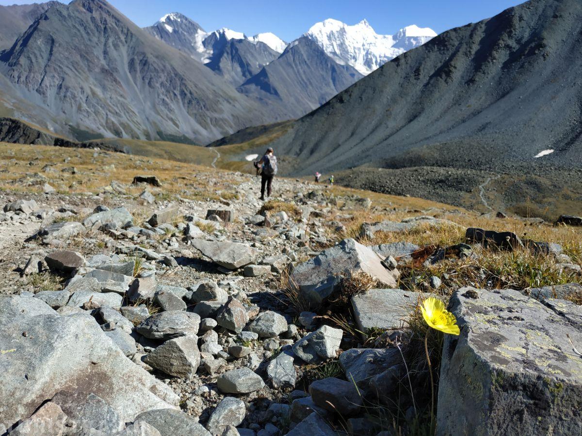 Мак альпийский на Алтае