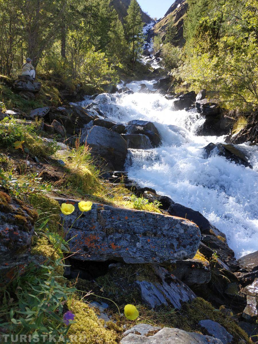 Мак альпийский на Алтае