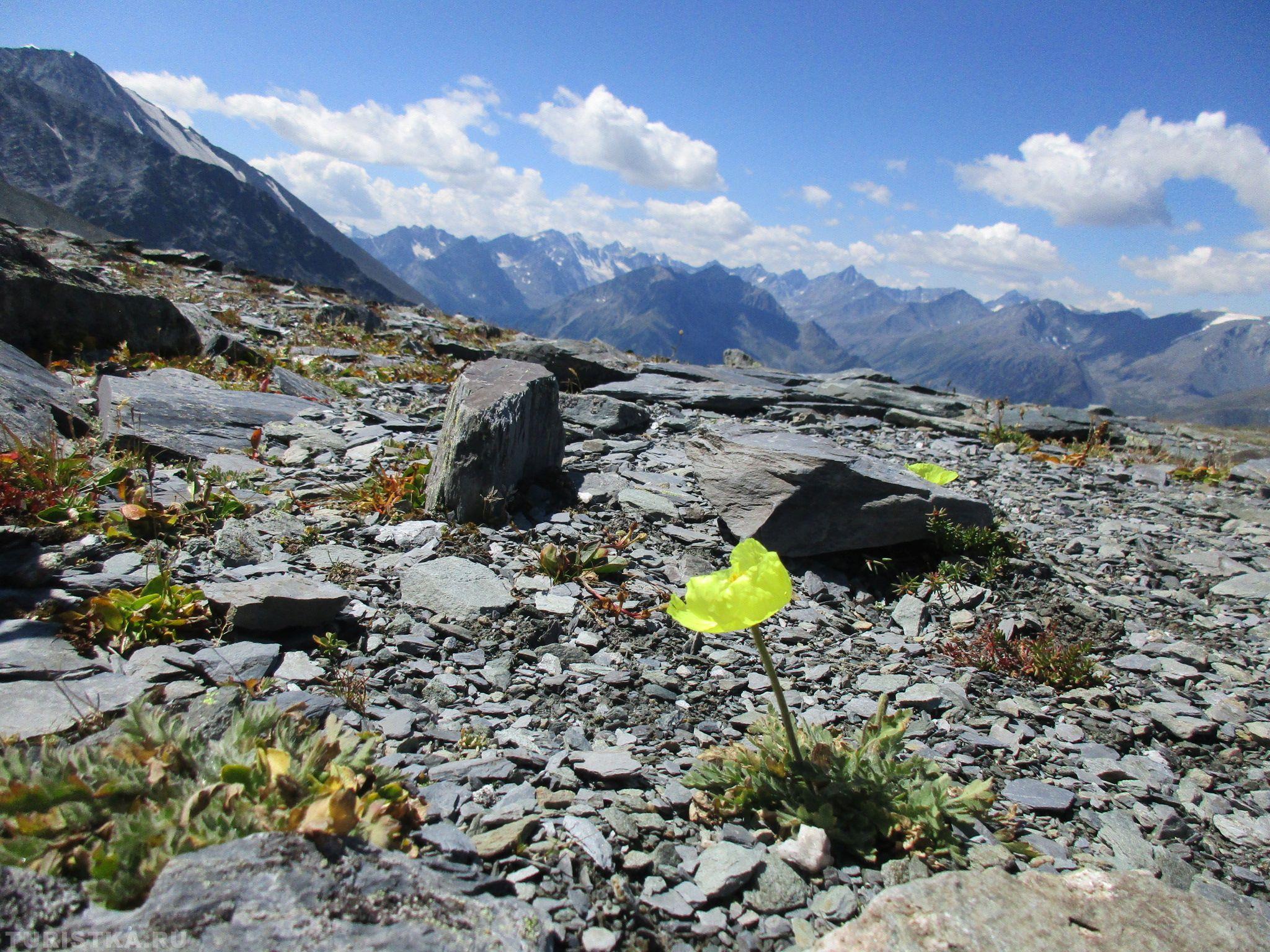 Мак альпийский на Алтае