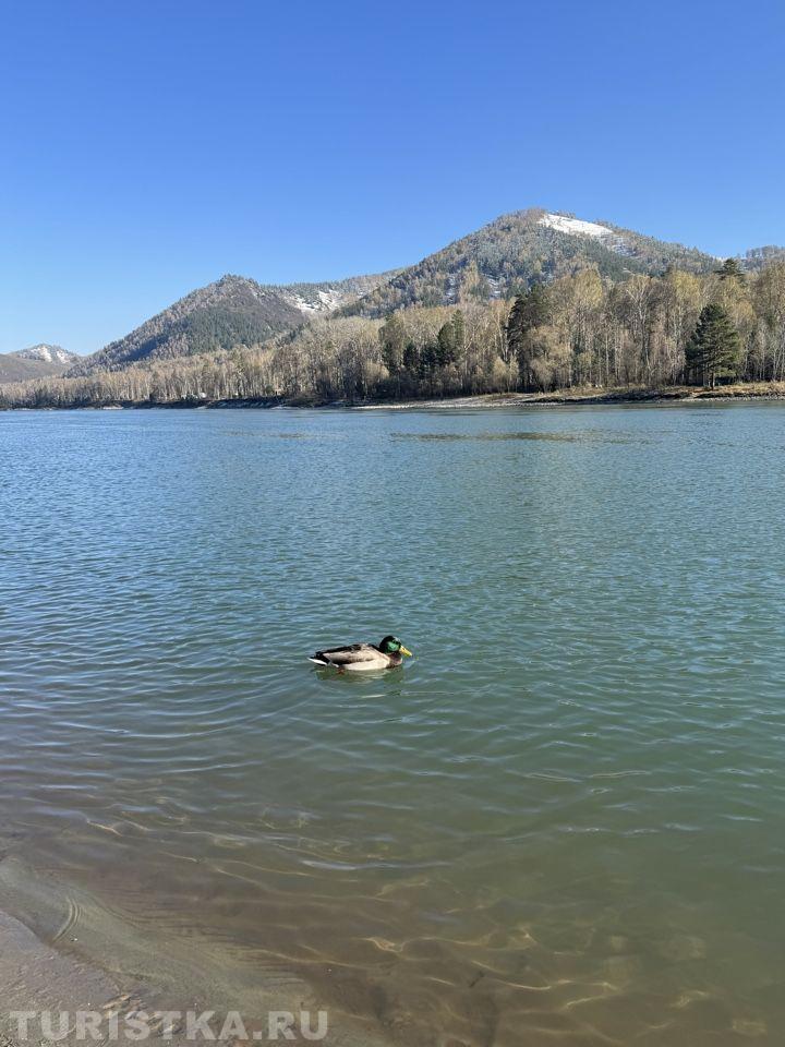 Алтай. В районе особой экономической зоны «Бирюзовая Катунь»