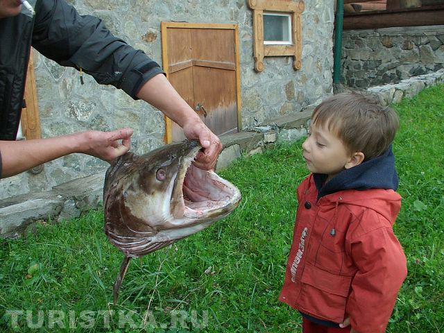 "Акула-1500! Панда-24! чеовек-32!....Блин! Да я  панда!"