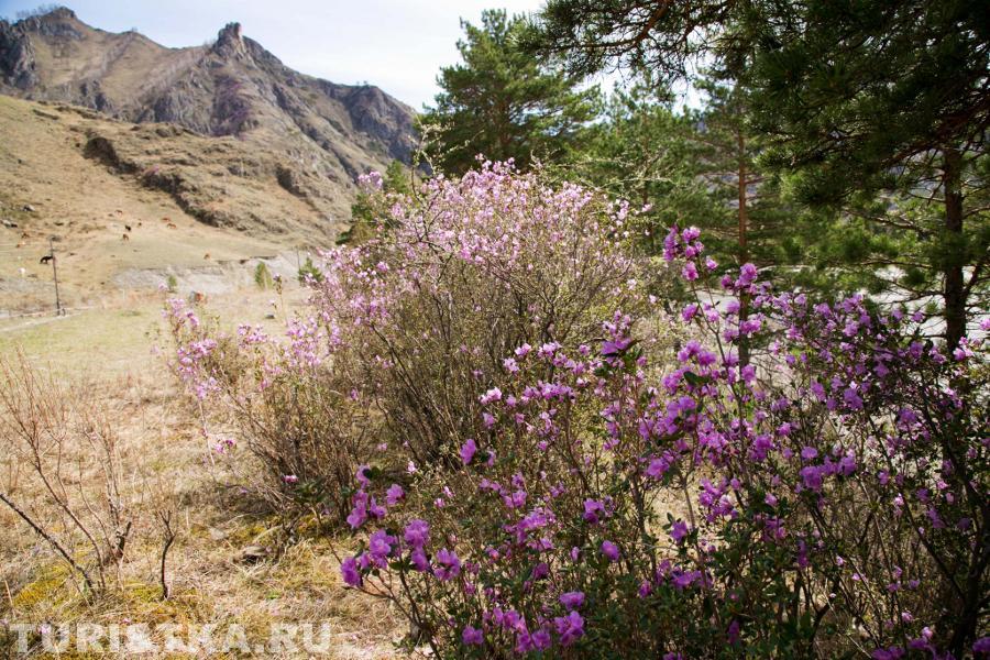 Маральник на Алтае