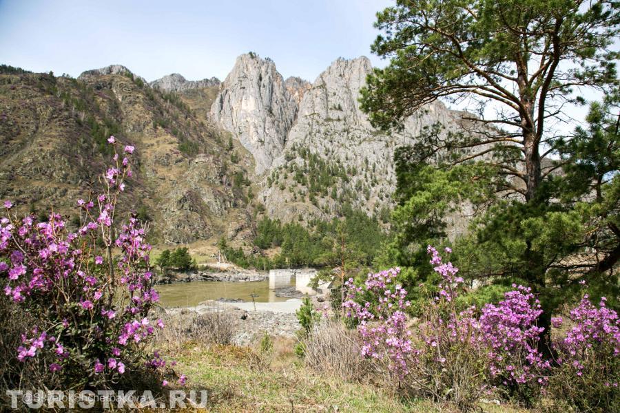 Маральник на Алтае