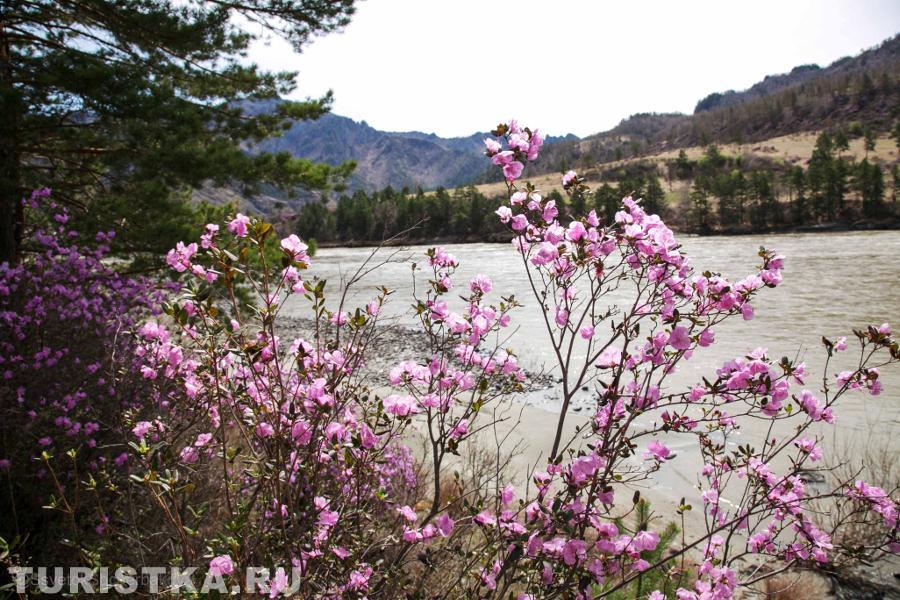 Маральник на Алтае