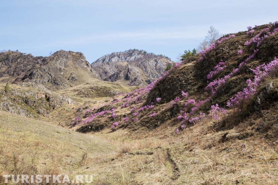 Маральник на Алтае