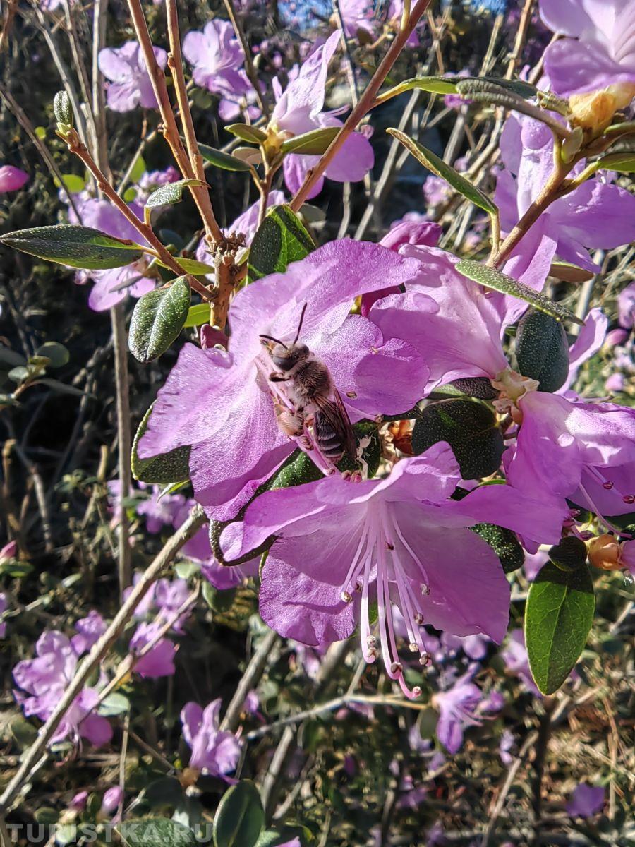 Маральник на Алтае