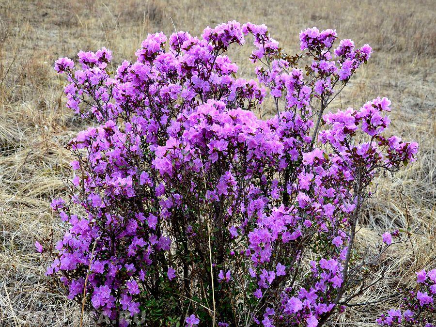 Маральник на Алтае