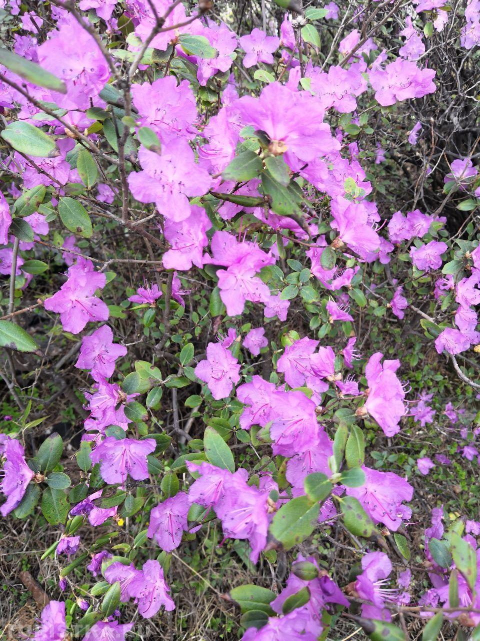 Маральник на Алтае