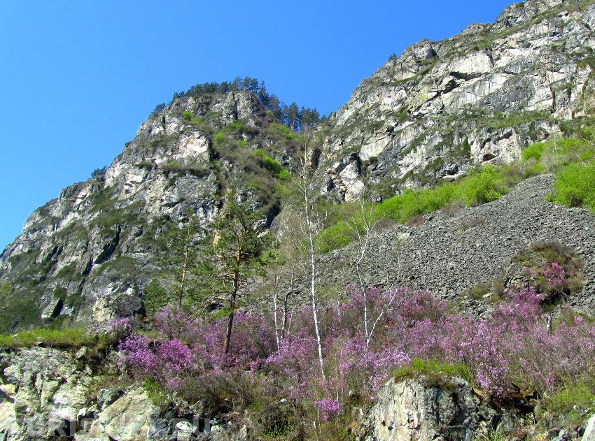 Цветущий маральник