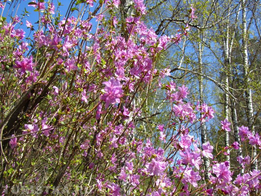 Цветущий маральник