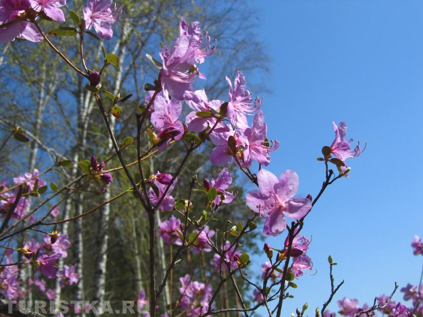 Цветущий маральник