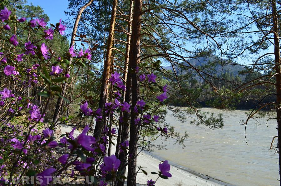 Кусты маральника на берегу Катуни 2015