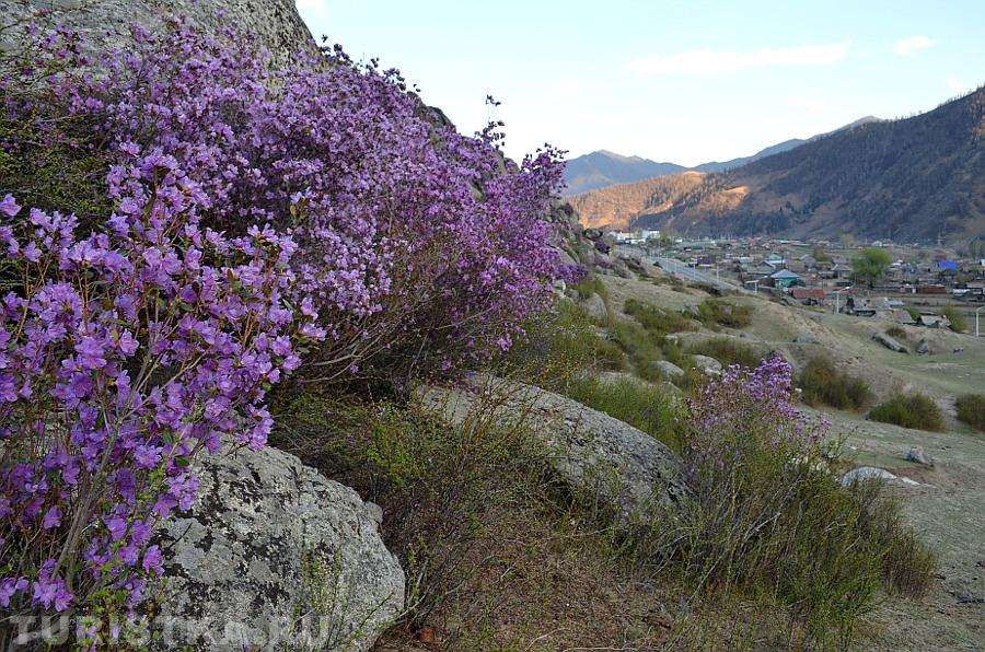 Цветущий маральник и вид на с. Купчегень 2015 г.
