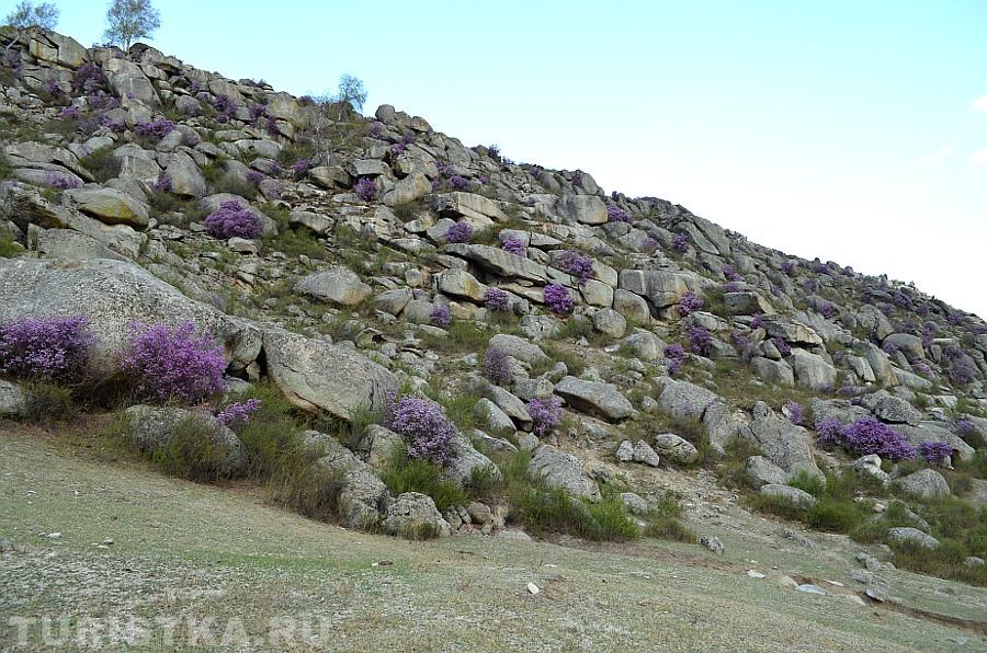 Аккуратные шарики цветущего маральника около с. Купчегень 2015 г.