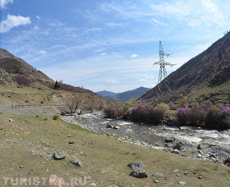Горный Алтай : Цветение маральника на реке Бол.Ильгумень за перевалом Чике-Таман возле села Купчегень.