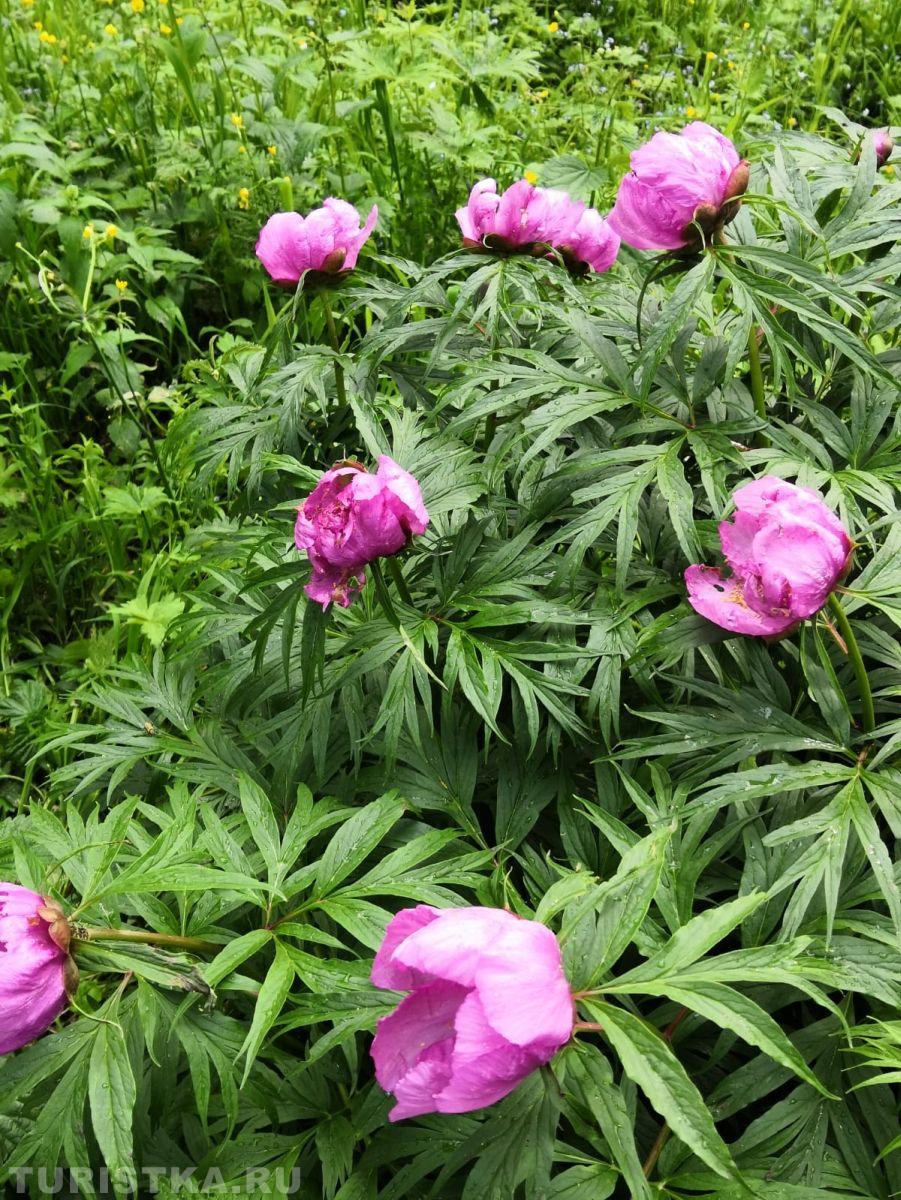 Пион уклоняющийся на Алтае