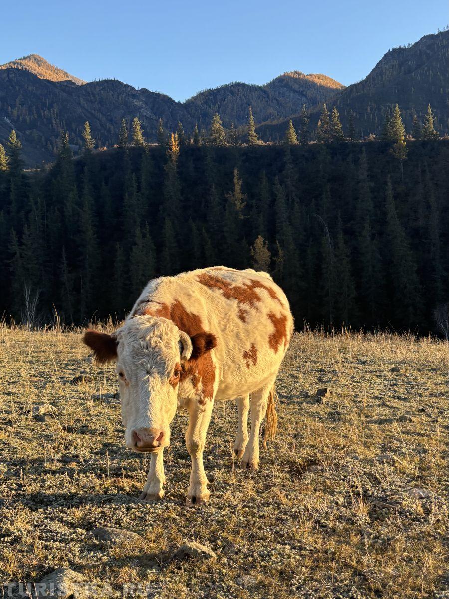 Алтай. Онгудай