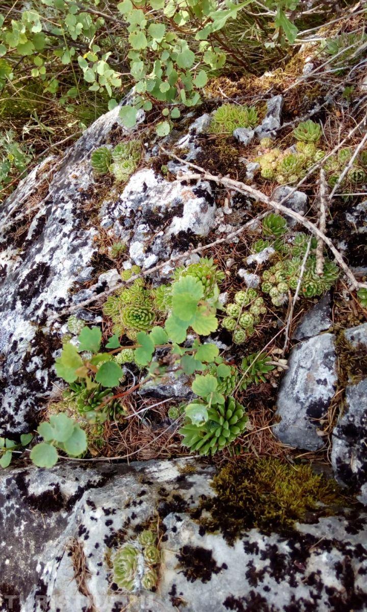 Молодило на Алтае