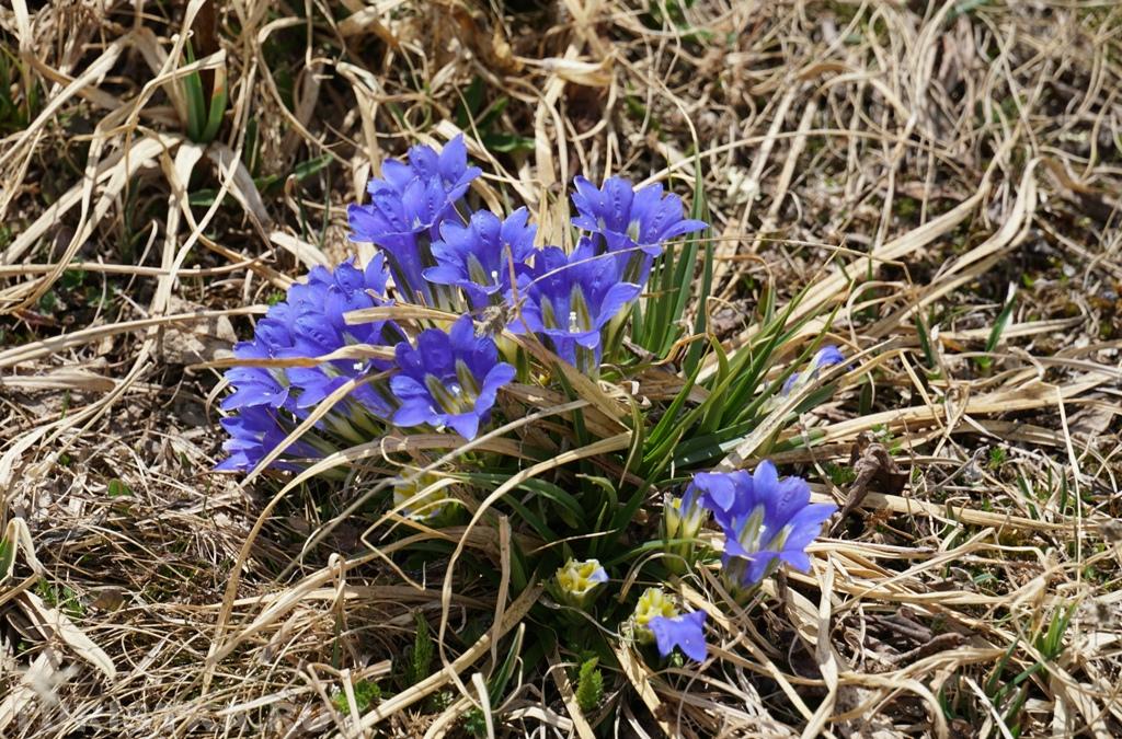 Цветы в горах