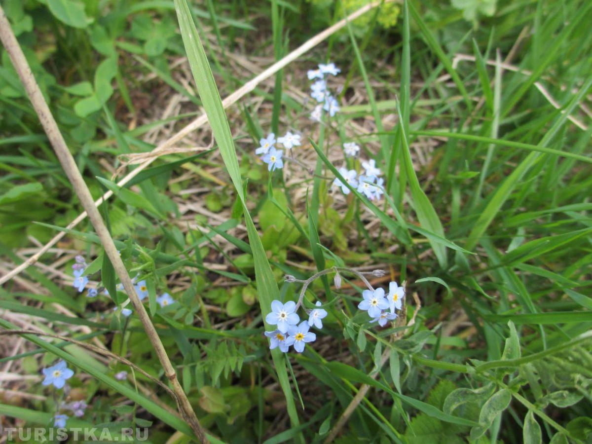 Незабудка на Алтае