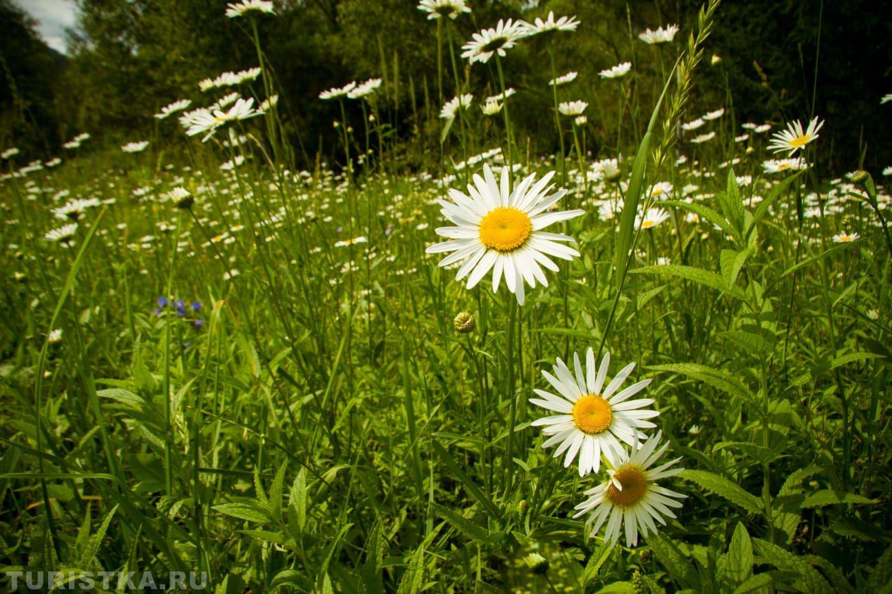 Нивяник на Алтае