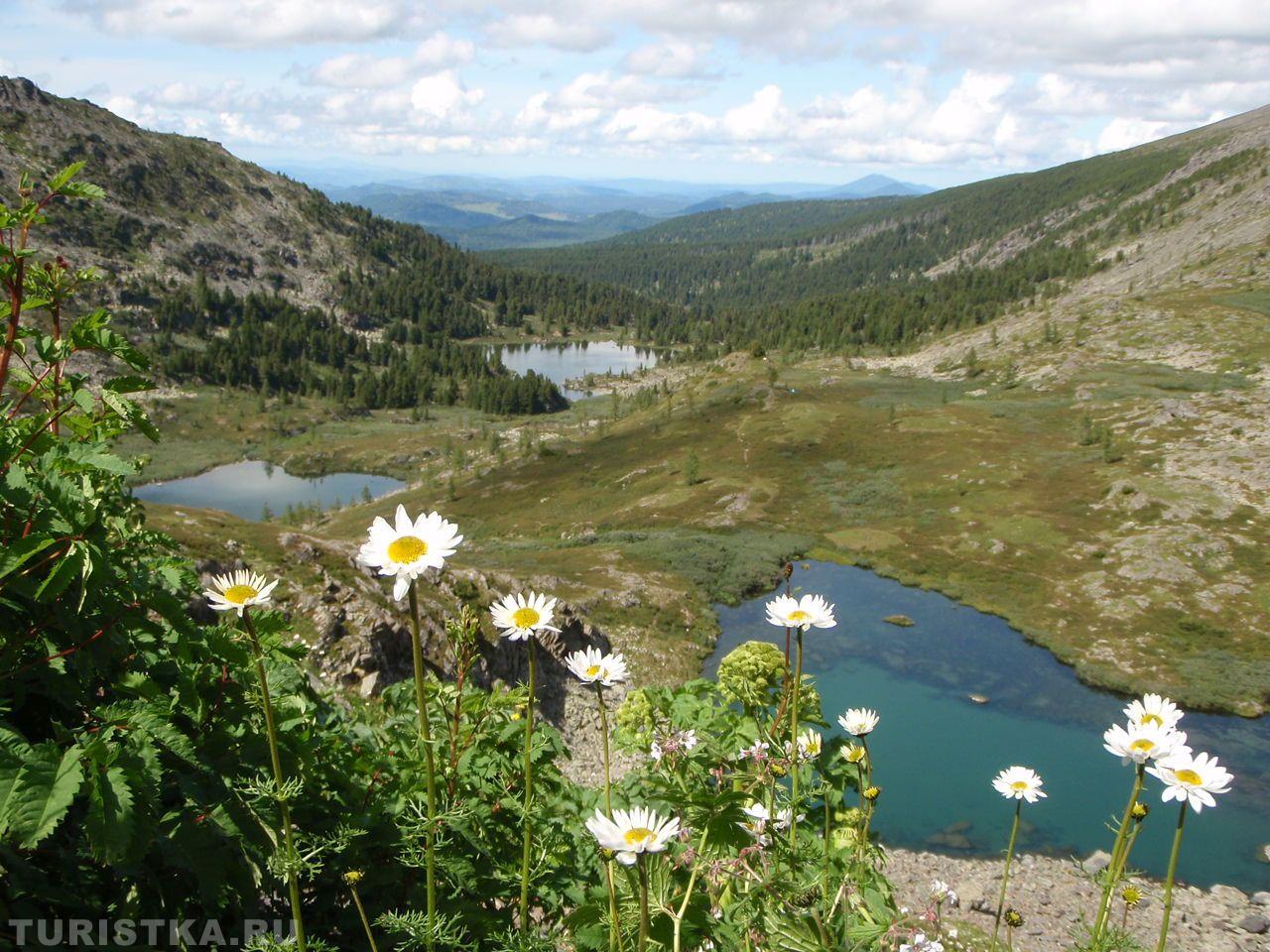 Нивяник на Алтае