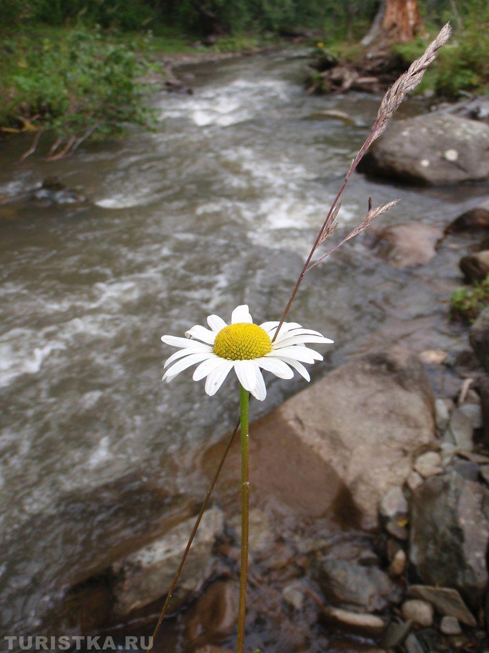 Нивяник на Алтае