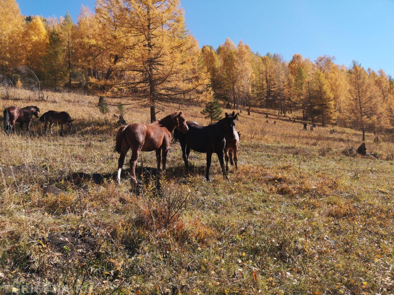Осень на Алтае