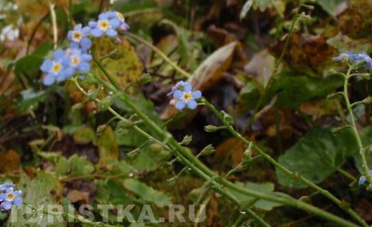 Осенние цветы на Алтае