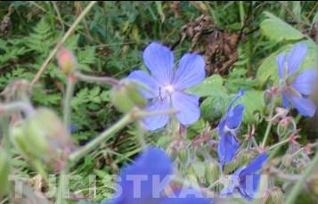 Осенние цветы на Алтае