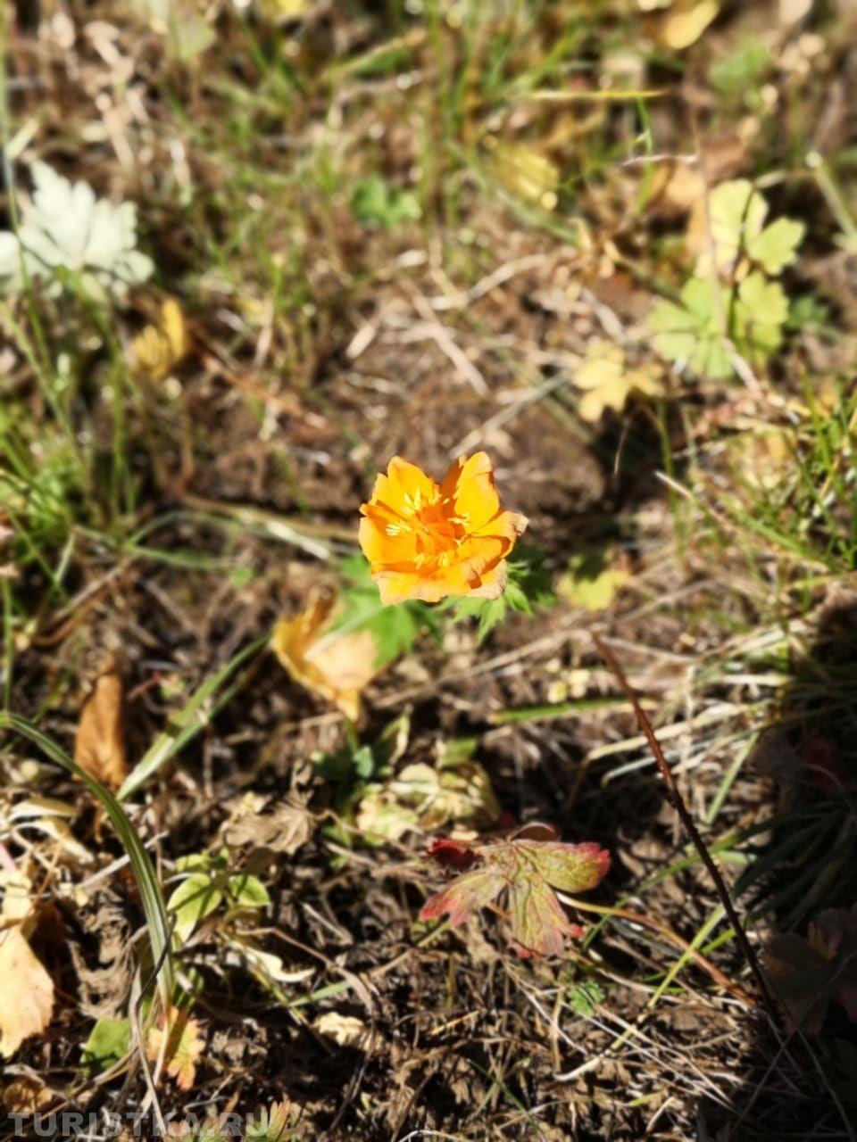 Осенние цветы на Алтае