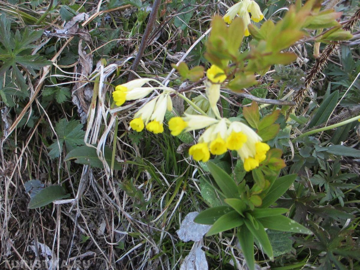 Первоцвет весенний (Примула) на Алтае