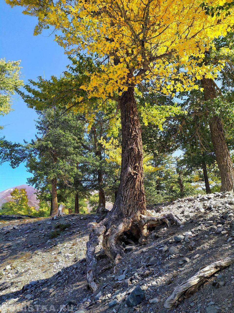 Золотая Осень 2023 - Валерия Копылова