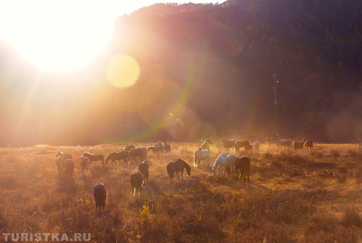Золотая Осень 2023 - Елена Шульга
