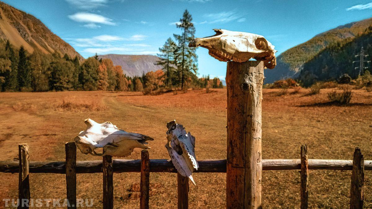 Золотая осень 2023 - Ольга Зайцева 