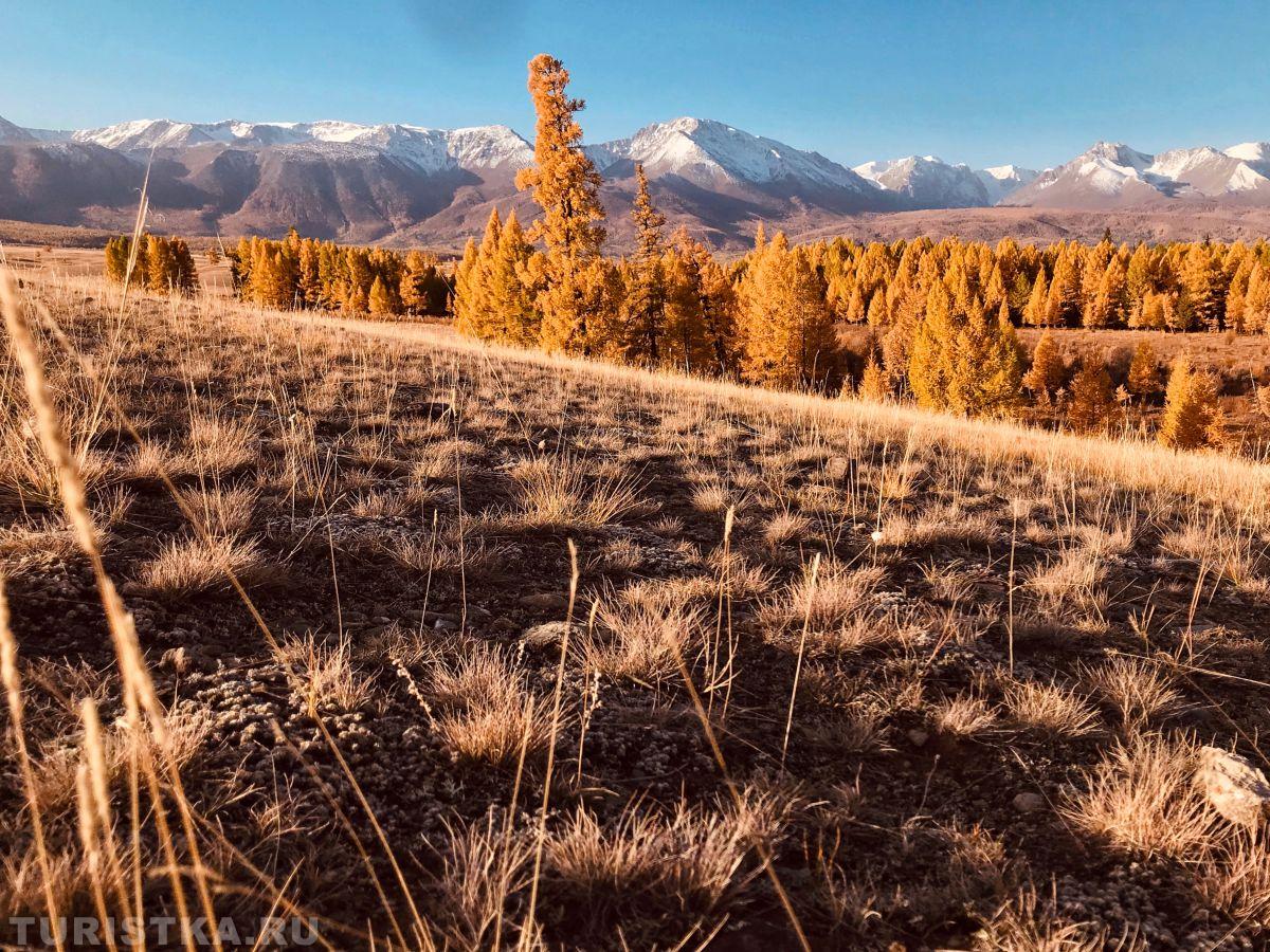 Золотая осень 2023 - Ольга Кириллова 