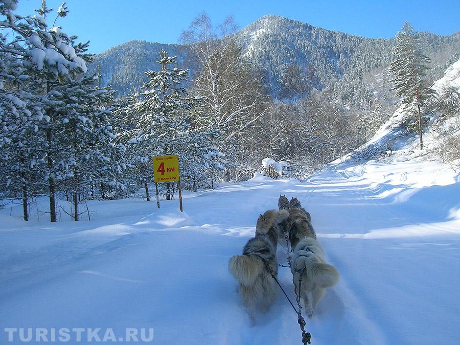 Гонки на собачьих упряжках «По седому Алтаю»