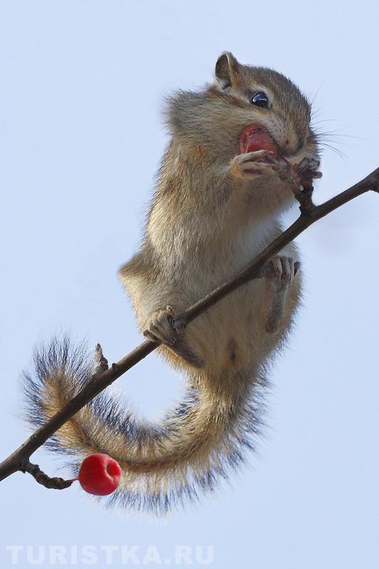 Последний десерт